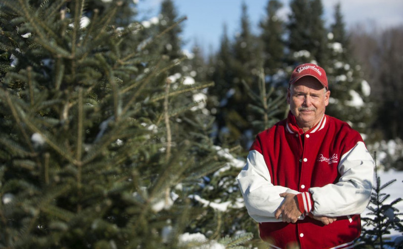 成本上升 今年聖誕樹價格平均上漲10%