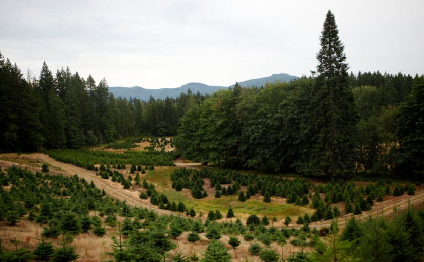 氣候變遷如何影響聖誕樹？
