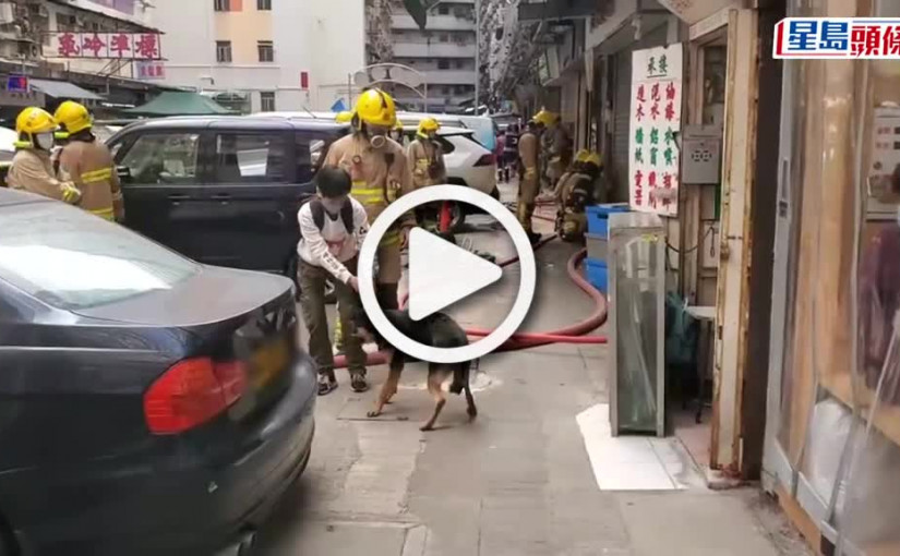 (視頻)紅磡茶餐廳火警傳爆炸聲 兩狗獲救其一燒傷皮裂燶毛