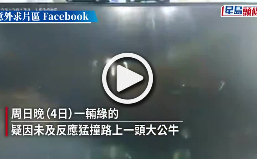 (視頻)車CAM｜綠的哥沙頭角高速撞牛疑不顧而去 被網民狠批「眼盲」兼反應慢