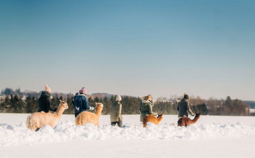 【好去處】冬季與山羊、羊駝散步  品嚐特色雪糕