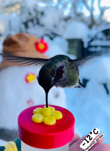 【有片】大溫市民創意保暖餵食器  助鳥兒挺過寒流