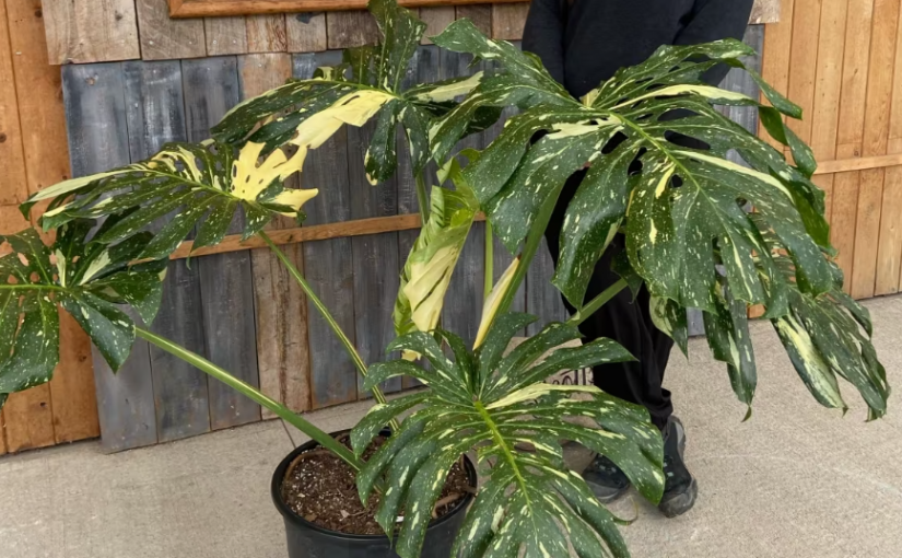 【無竹令人俗】泰國灑金龜背竹一盆承惠999.99元