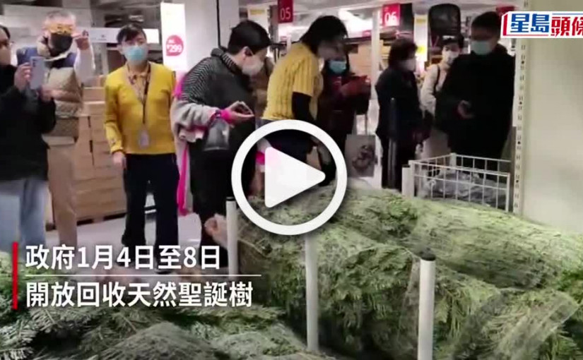 (視頻)政府1.4起開放回收天然聖誕樹 為期5日（附收集站地址）
