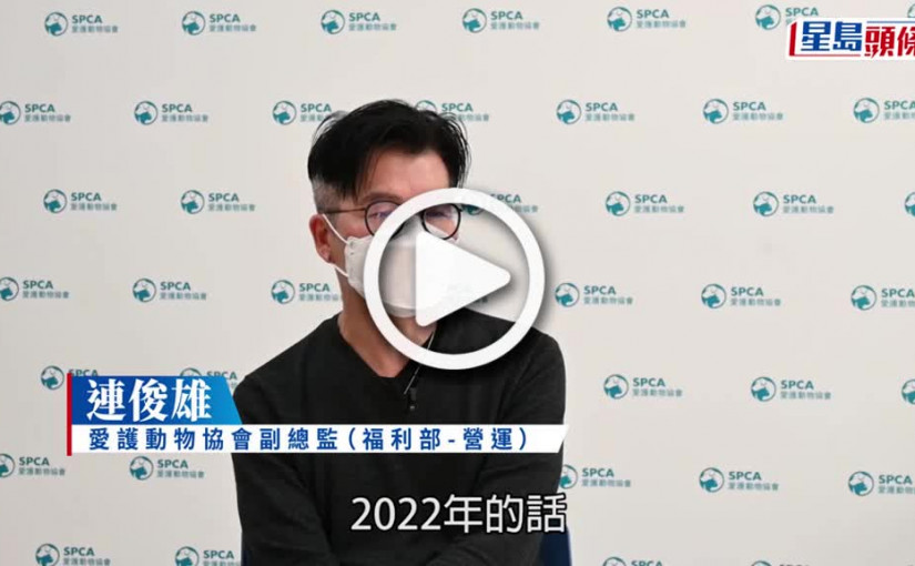 (視頻)星島專訪│兔子壽命可逾10年 愛協會呼籲市民飼養前要想清楚