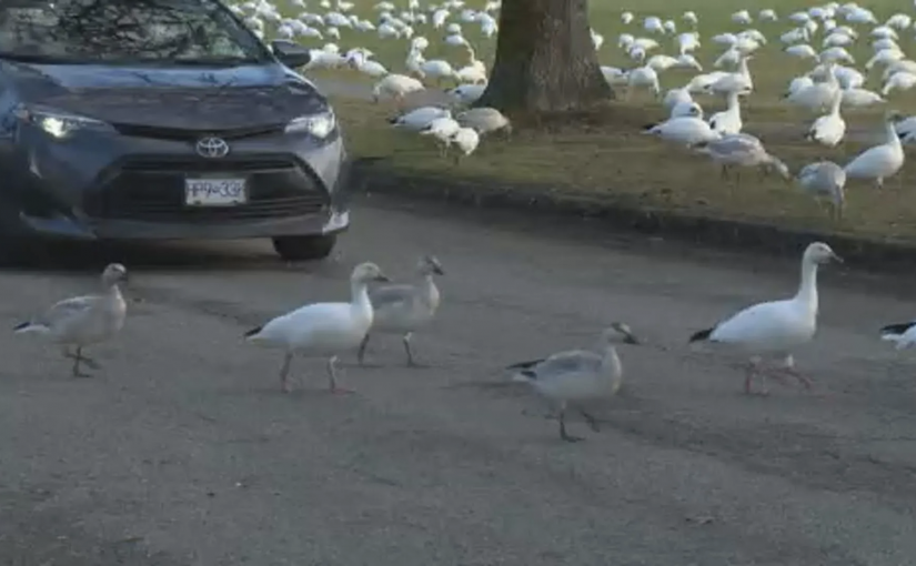 三天兩宗！列治文20多隻雪雁遭碾斃