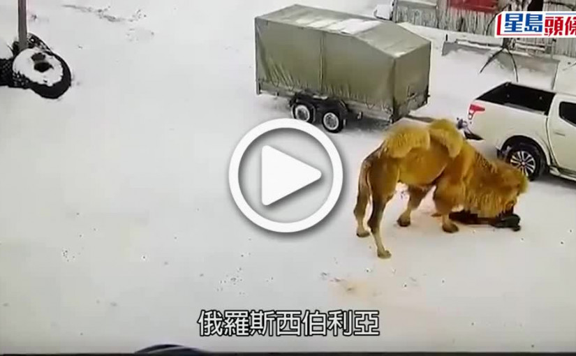 (視頻)俄羅斯駱駝罕見咬死人 民眾驚恐槍殺牠後才知真相