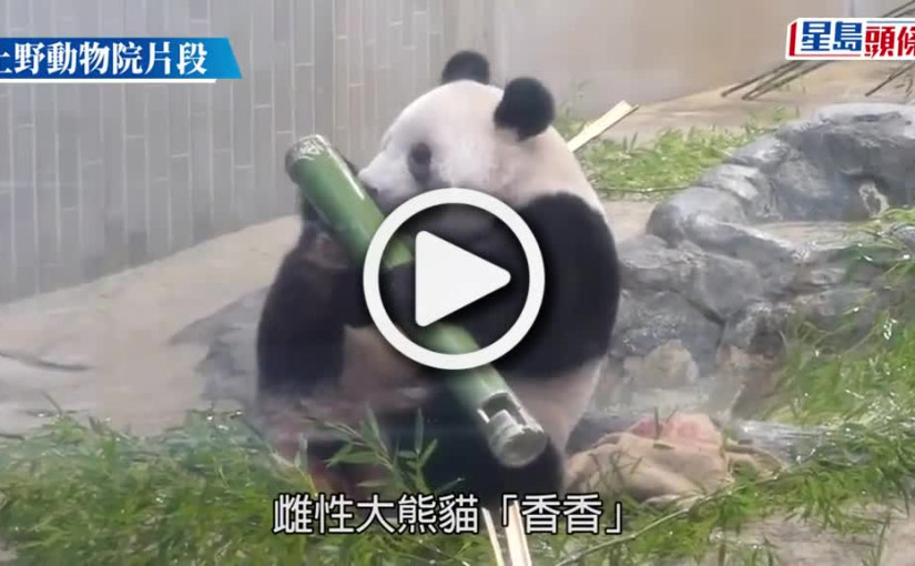 (視頻)旅日大熊貓「香香」返抵四川 將尋伴侶繁衍後代