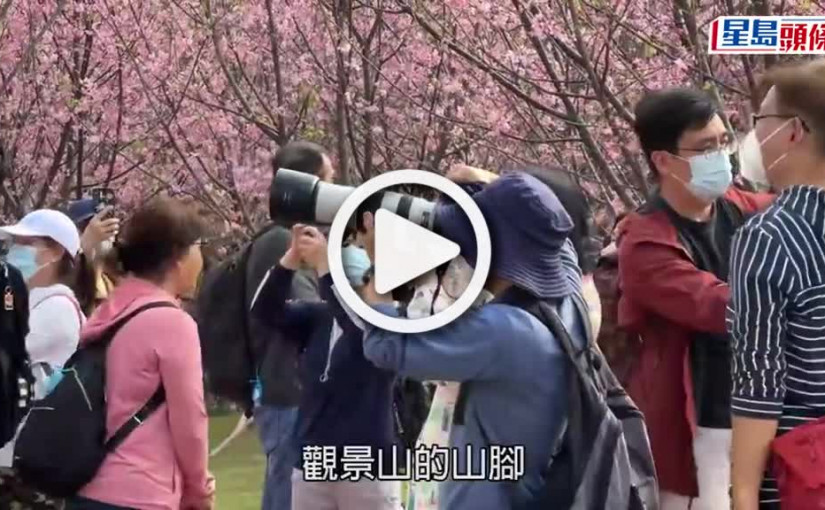 (視頻)東涌櫻花｜賞櫻人潮絡繹不絕 市民：密密麻麻望落去好震撼