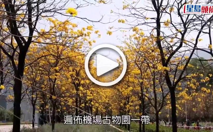 (視頻)東涌黃花風鈴木｜機管局260棵爛漫盛放市民賞花 姜濤粉絲備偶像公仔留影