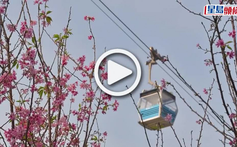 (視頻)機管局締造宜人環境 東涌櫻花大道櫻花園成打卡新熱點