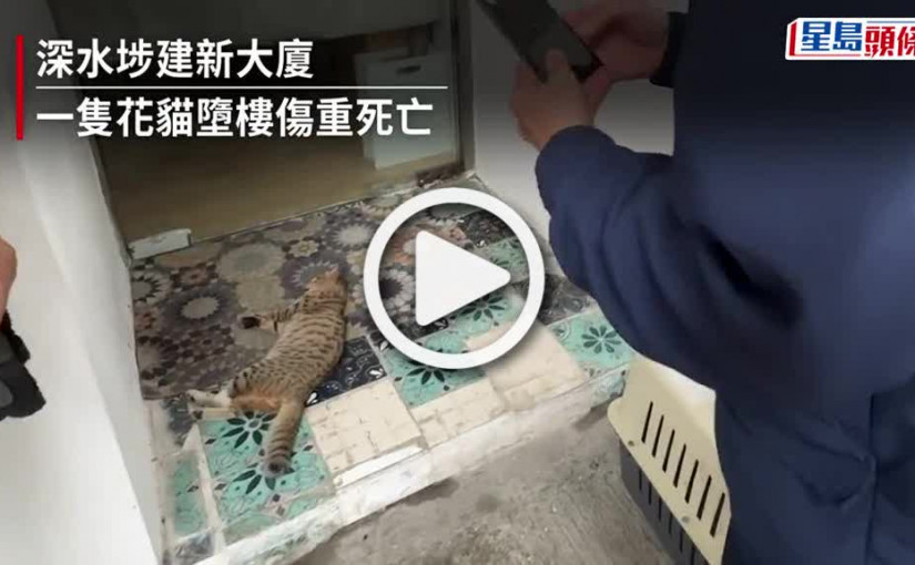 (視頻)深水埗花貓簷篷行走 疑失足墮樓傷重死亡