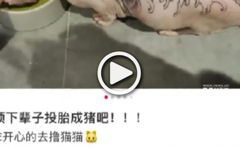 (視頻)無毛貓遭紋身兼打耳洞 江蘇女心疼帶回家：很可憐