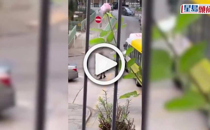 (視頻)男方疑被「綠」情侶當街拳來巴掌往 旁白肉緊網民飽吃花生｜Juicy叮