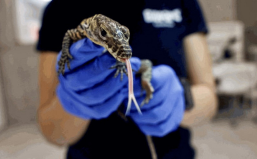 西班牙動物園孵化瀕危科莫多龍 10年來首次成功