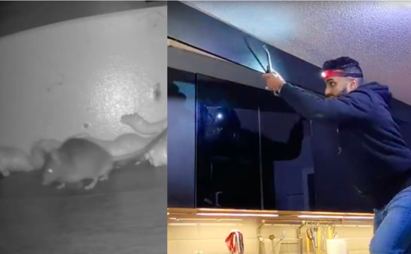 【有片】大溫媒體人為捉老鼠幾乎拆毀廚房