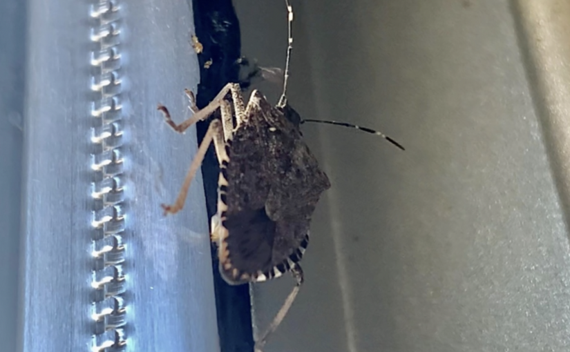 卑詩省今年或將臭蟲氾濫