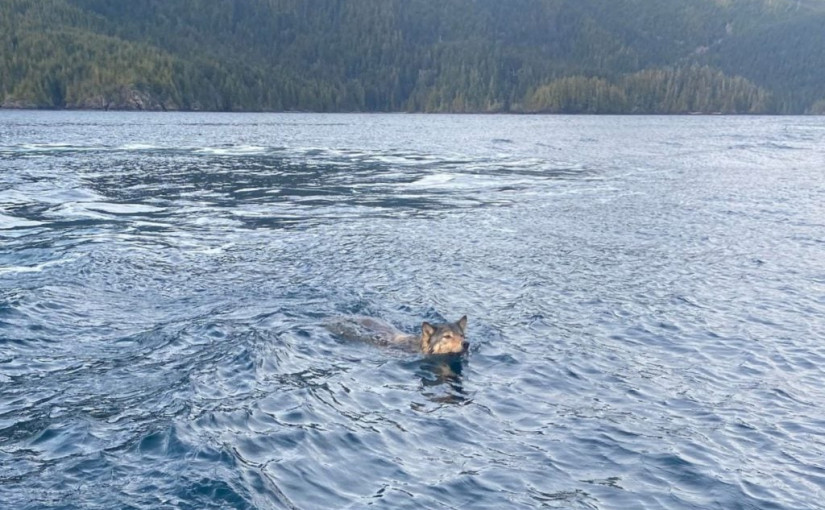 溫島女子海上偶遇海狼暢遊  愛犬興奮狂吠