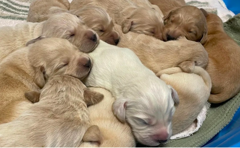 誇張！一個人棄養17隻狗  動物組織成「接盤俠」