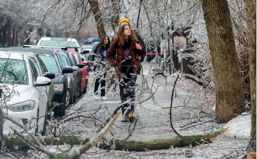 冰雨狂摧魁省西南、滿地可  樹木倒塌76萬戶斷電