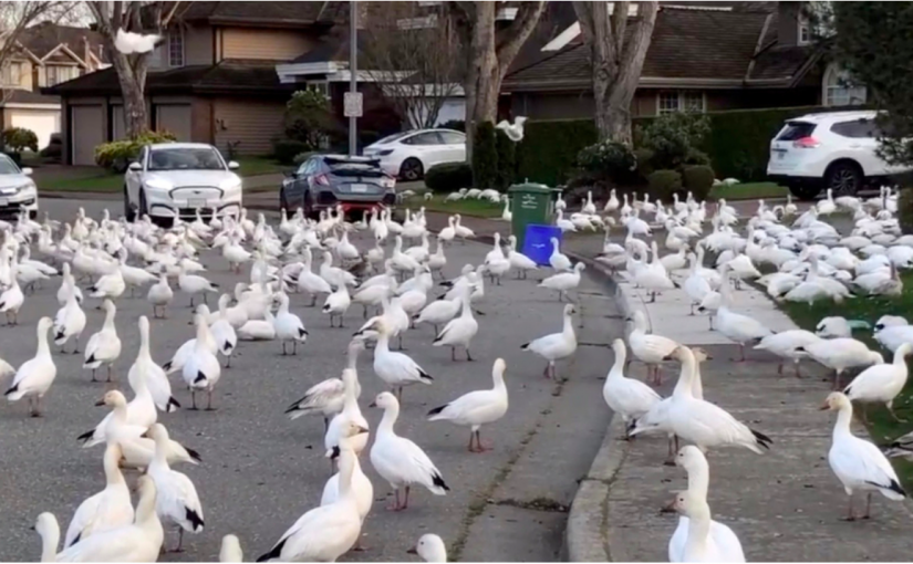 【有片】列治文雪雁群擋路  司機提速驅趕引熱議