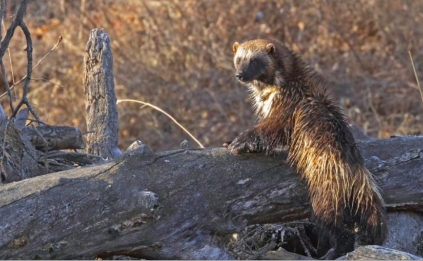 這濕漉漉的傢伙現身市郊引起轟動  因為⋯⋯