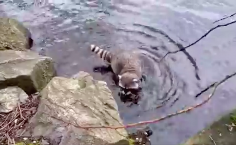 【有片】史丹利公園海狸湖出現假「海狸」嬉水