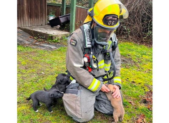 素里消防從火場救出7隻小狗和媽媽