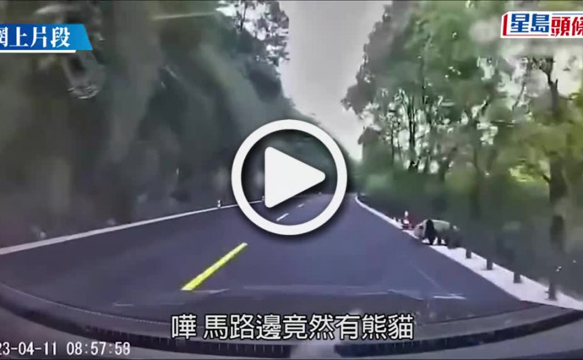 (視頻)返工遇熊貓│駕車途中黑白身影擦過  野生大熊貓驚喜現身路邊