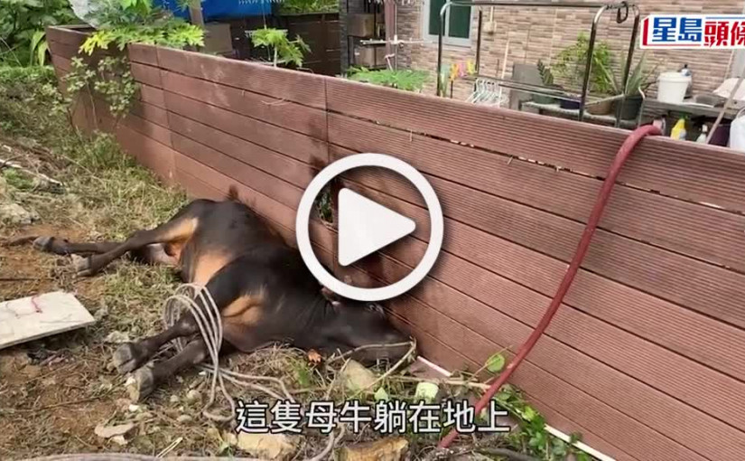 (視頻)馬鞍山1噸重母牛誤墮坑撞村屋欄被困 消防漁護合10人之力成功抬救