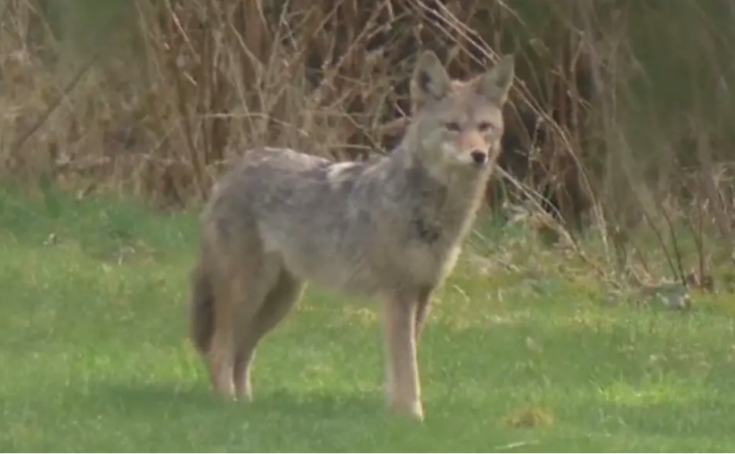 高貴林港公園咬傷兩歲童郊狼已被撲殺