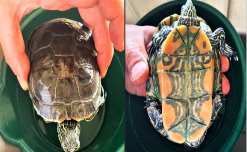 把稀有烏龜當寵物養9年  卑詩婦觸法被罰350元
