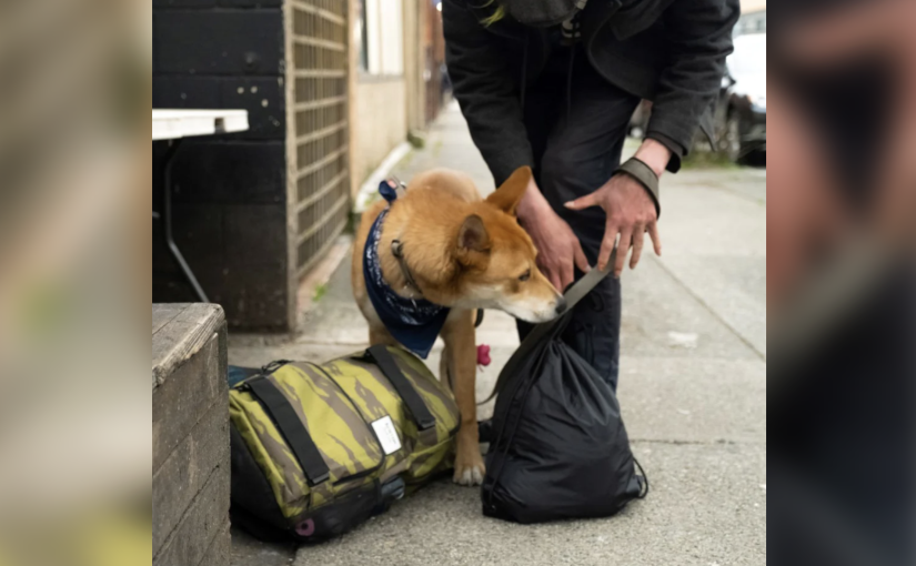 卑詩動物保護協會呼籲捐贈貓糧貓砂