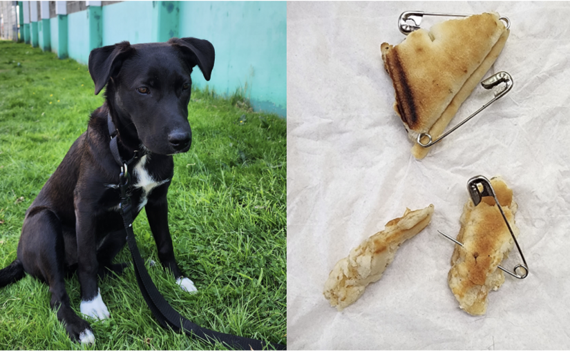 披薩餅里暗藏別針 溫哥華狗主人呼籲公眾保持警惕