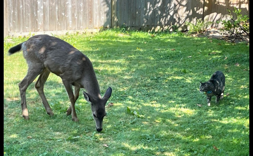 大溫接連出現鹿蹤  迷途黑鹿與黑貓大眼瞪小眼