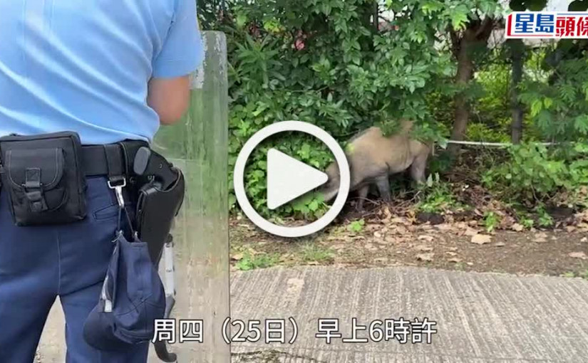 (視頻)圍捕野豬｜鰂魚涌公園野豬出沒覓食 獸醫發射麻醉槍捉走