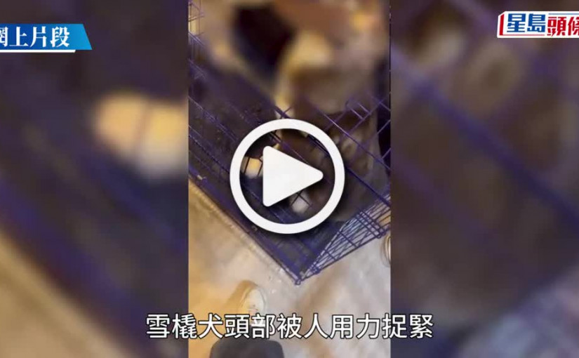 (視頻)雪橇犬受虐鐵籠蓋夾頸 沙田男子涉殘酷對待動物被捕