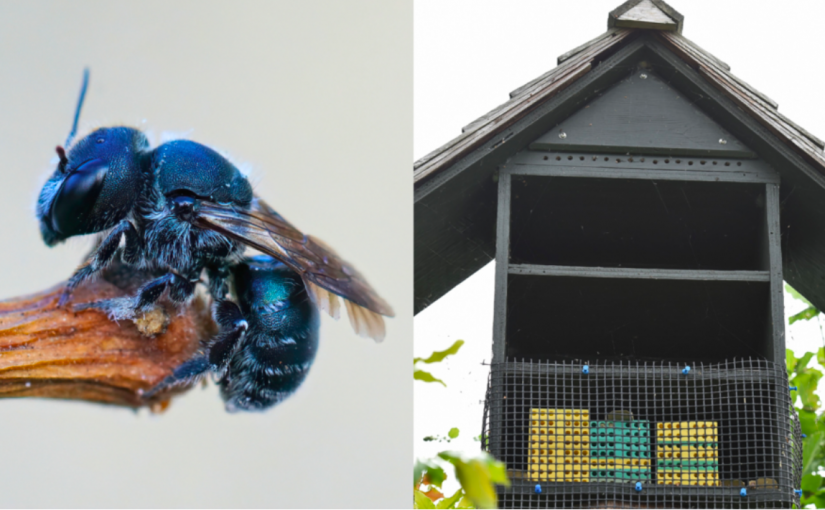 【有片】你見過史丹利公園短期「民宿」嗎？