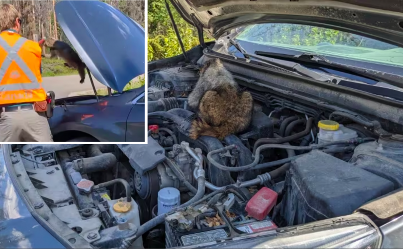 景區自駕游歸來引擎內竟藏了土撥鼠！啃斷電線驅車9公里沒發現