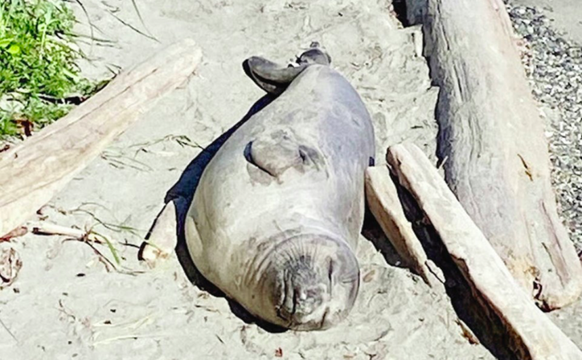 這胖傢伙正引發「瘋」潮！爬樓梯、過馬路、四處遊蕩  集萬千寵愛於一身