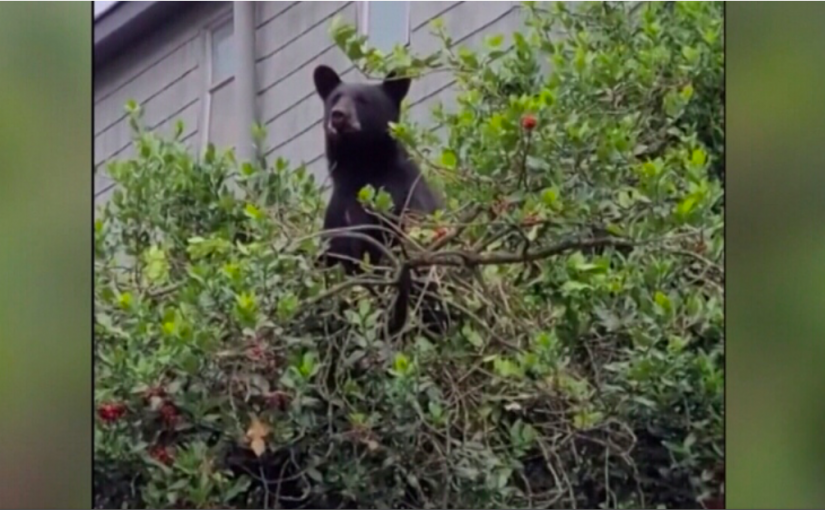 兩隻黑熊漫遊溫東本拿比市區  引起市民和烏鴉圍觀