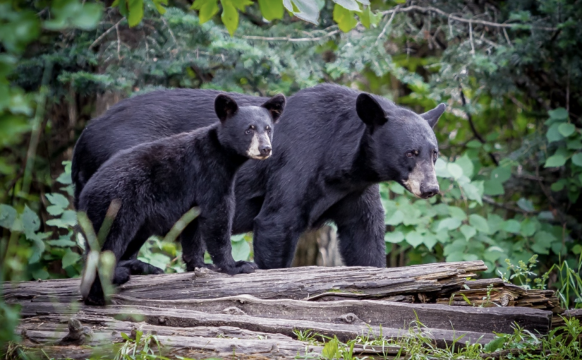 卑詩男子非法殺害一隻母熊和其幼崽
