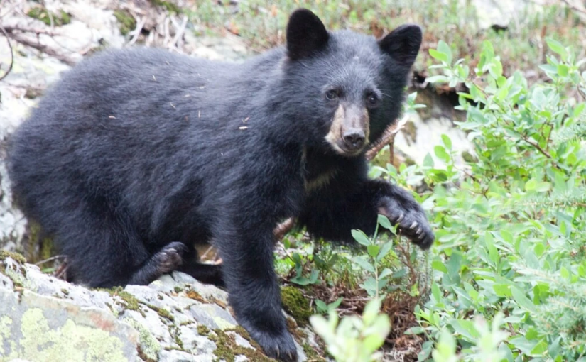 卑詩省哪些地方是黑熊最致命社區？