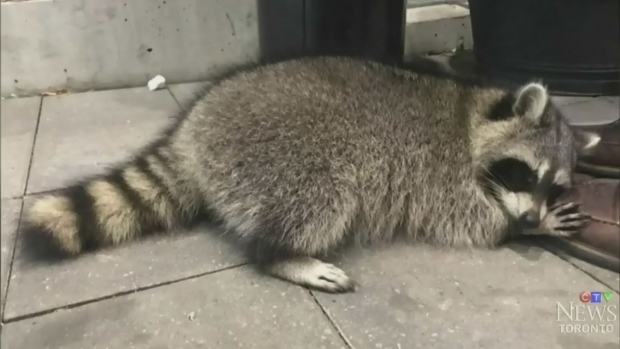 多市公共衛生局籲民遠離浣熊