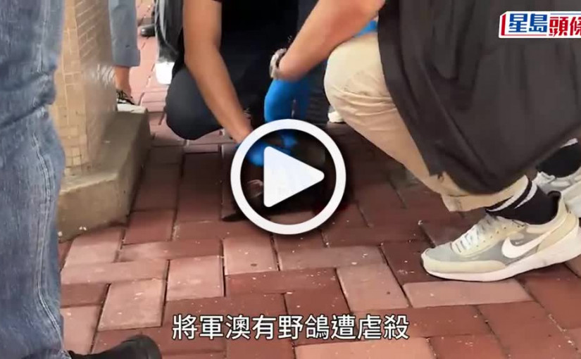 (視頻)將軍澳厚德邨清潔工捉野鴿擲地致死 涉殘酷對待動物被捕