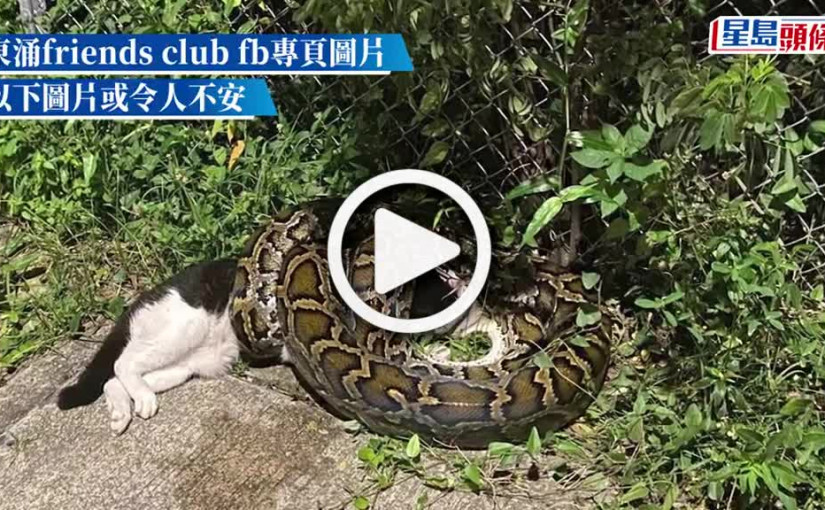 (視頻)東涌再現吞貓巨蟒 網民：食第二隻貓