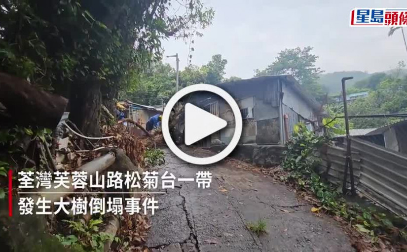 (視頻)荃灣山邊大樹倒塌 壓中鐵皮屋頂