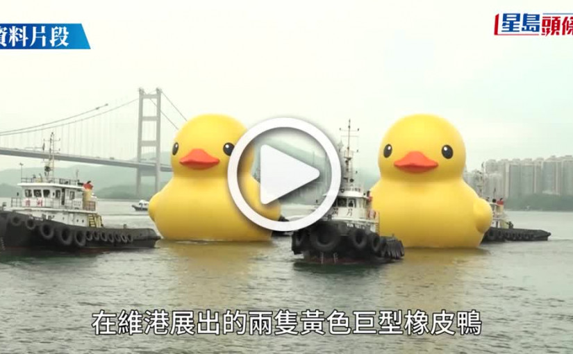 (視頻)黃鴨訪港｜2巨型黃鴨完成充氣亮相維港 晨運客搶先打卡 呼喚童年回憶｜多圖