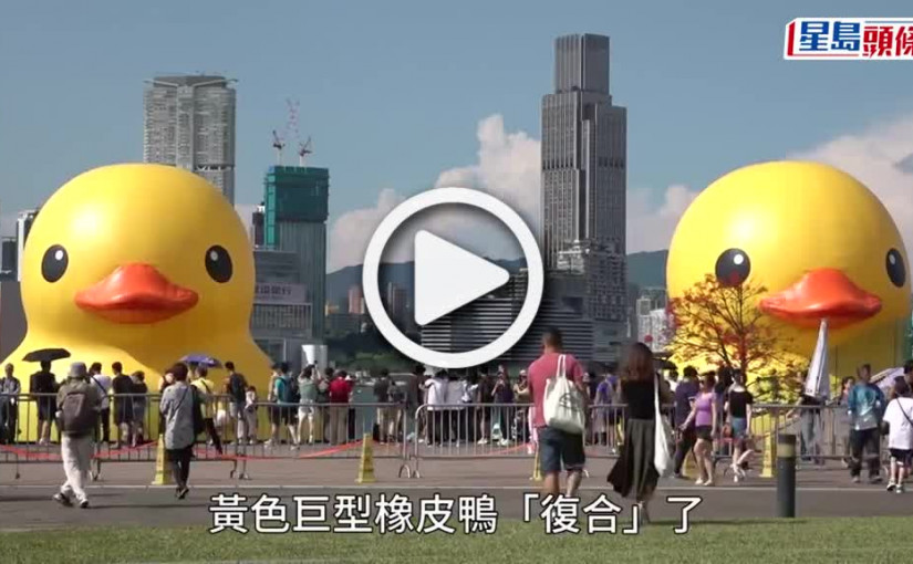 (視頻)黃鴨｜橡皮鴨重新充氣 市民 : 開心見到一對黃鴨「復合」
