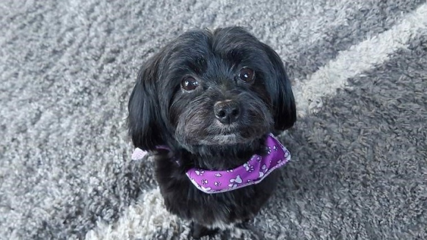 小狗在小學附近被土狼咬死 賓頓市府展開街頭巡邏